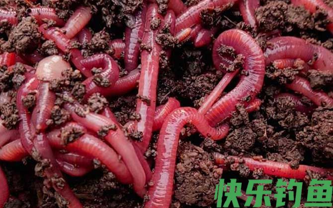 露天养蚯蚓养殖技术(图5)
