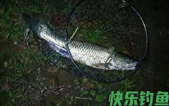 钓草鱼和鲤鱼用什么饵料最好？(图2)