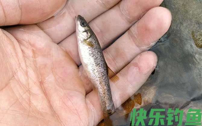 钓柳根鱼用什么饵料？(图2)