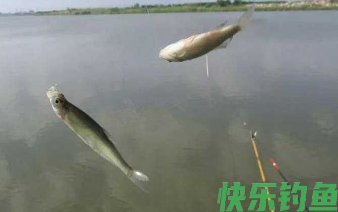 专攻小白条鱼饵料有哪些？(图2)