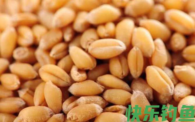 钓大板鲫用什么饵料好?(图3) 钓大板鲫用什么饵料好?(图3)