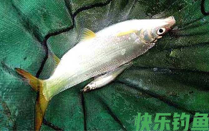 钓黄尾鲴最佳饵料及配方(图2)