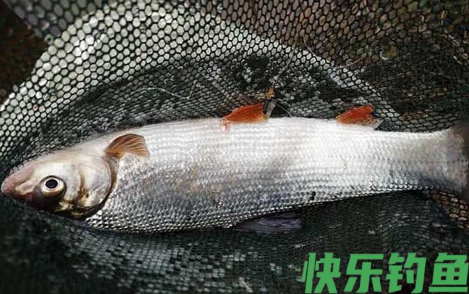 钓黄尾鲴最佳饵料及配方(图4)