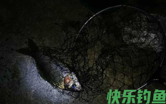 冬天晚上钓鱼用什么饵料好？(图4)