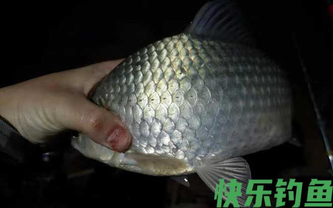 冬天晚上钓鱼用什么饵料好？(图3)