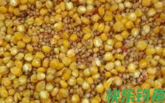 钓草鱼老玉米怎么泡制?(图5) 钓草鱼老玉米怎么泡制?(图5)