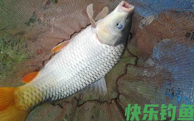 冬天野钓鲤鱼饵料配方大全(图4)