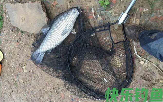 水库钓鱼用什么饵料？(图3)