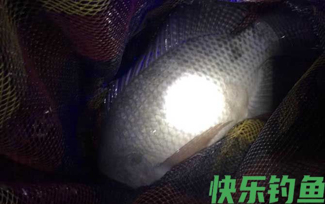 野钓大罗非用什么饵料最好？(图1)