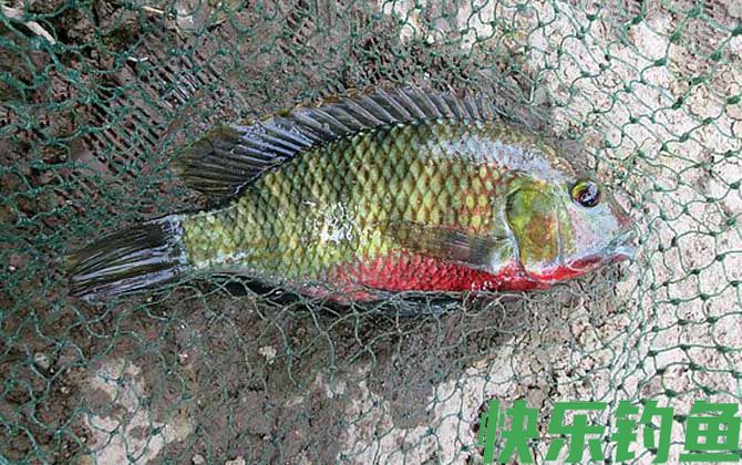 野钓大罗非用什么饵料最好？(图2)