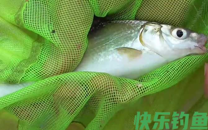 钓黄尾鱼技巧及饵料配方(图5)