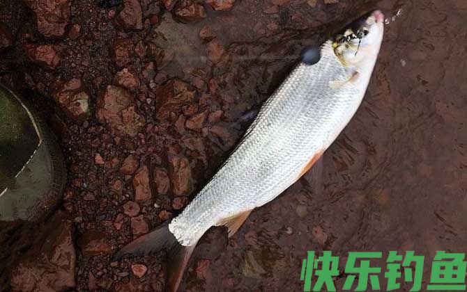 钓黄尾鱼技巧及饵料配方(图2)