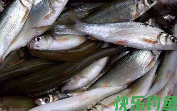 钓黄尾鱼技巧及饵料配方(图4)
