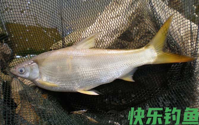 钓黄尾鱼技巧及饵料配方(图6)