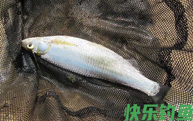 七星钩钓白条用什么饵料？(图3)