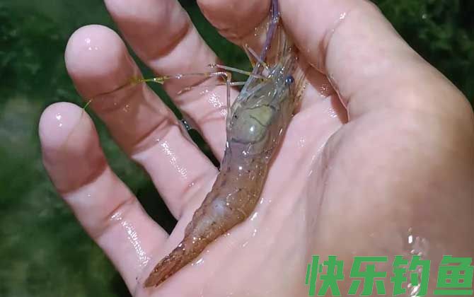 什么东西最吸引河虾？(图3)