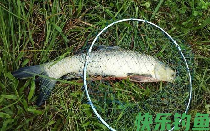 野钓草鱼用什么鱼饵最好？(图2)