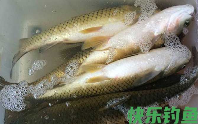 野钓草鱼用什么鱼饵最好？(图3)