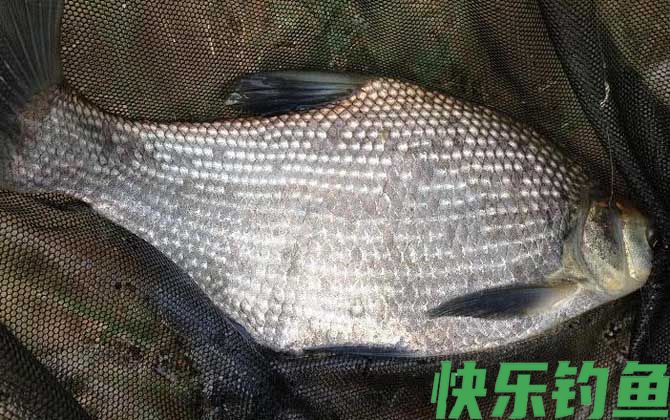 玉米钓鱼能钓什么鱼？(图4)