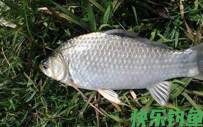 玉米钓鱼能钓什么鱼？(图3)