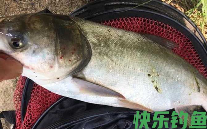 黑坑钓鲢鳙用什么饵料？(图4)