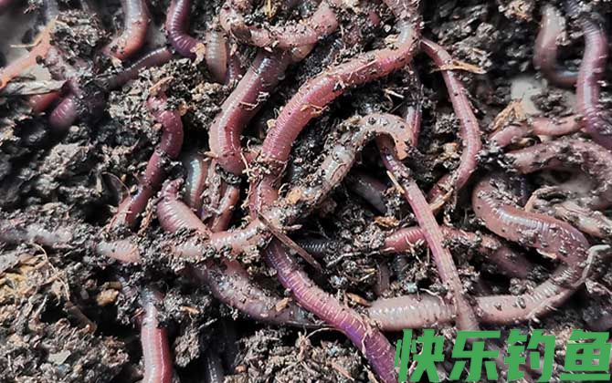 蚯蚓没有眼睛是正确的还是错的？(图4)