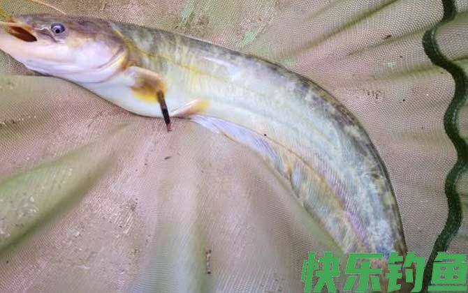 鲶鱼用什么饵料钓最好？(图1)