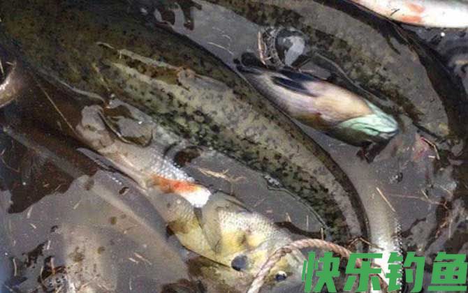 鲶鱼用什么饵料钓最好？(图4)