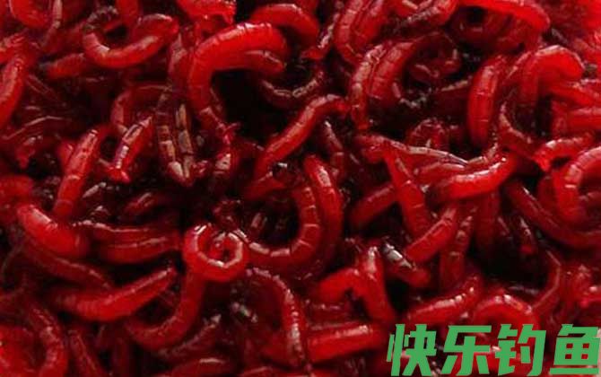 红虫养殖技术及注意事项(图5)