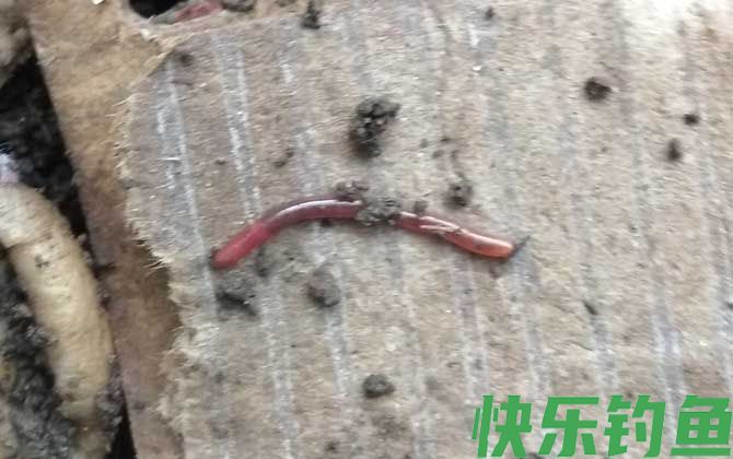 蚯蚓对植物有害吗？(图2)