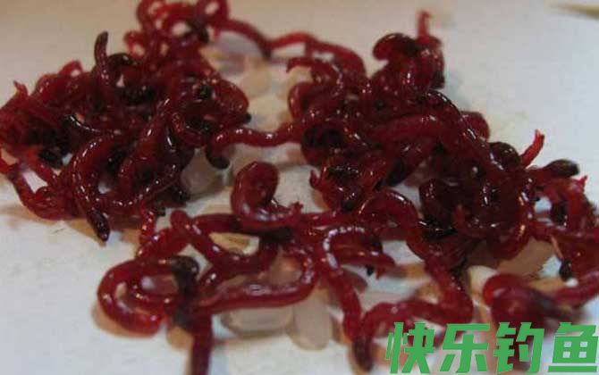 红虫价格多少钱一斤？(图3)