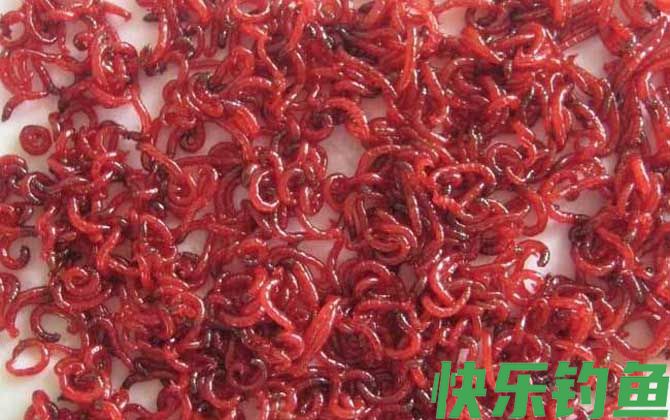 红虫价格多少钱一斤？(图2)