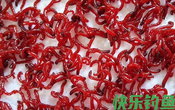 红虫价格多少钱一斤？(图4)