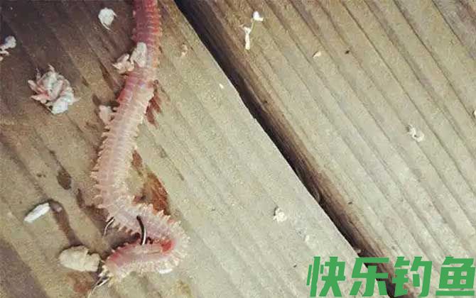海钓公认十款最好鱼饵(图2)