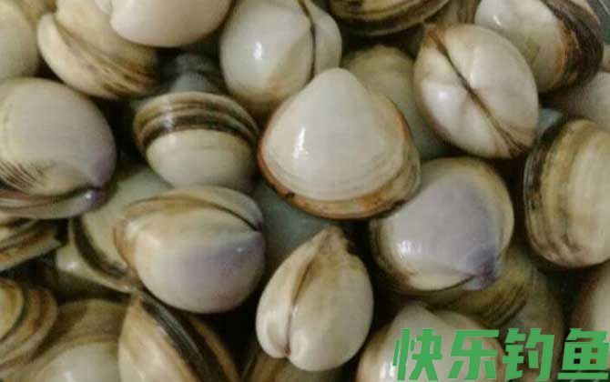海钓公认十款最好鱼饵(图3)