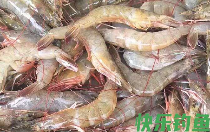 海钓公认十款最好鱼饵(图6)
