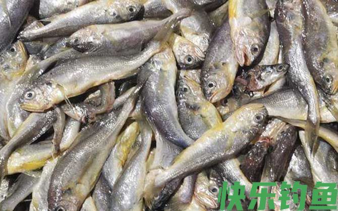 海钓公认十款最好鱼饵(图7)