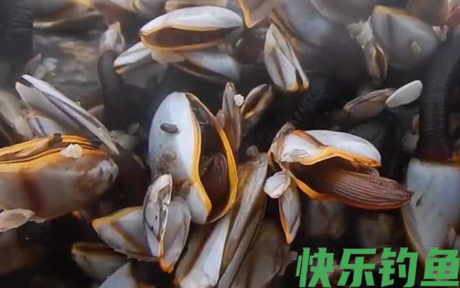 海钓公认十款最好鱼饵(图8)