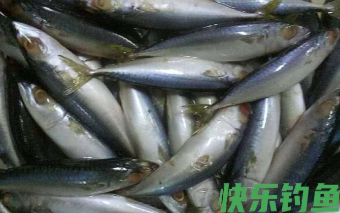 海钓公认十款最好鱼饵(图10)