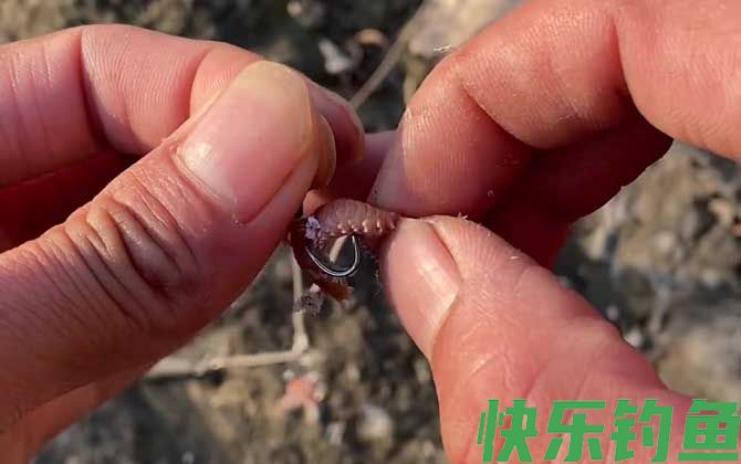 沙蚕可以钓淡水鱼吗？(图2)