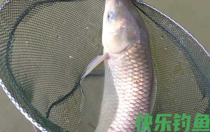 冬季钓草鱼用什么鱼饵最好？(图3)