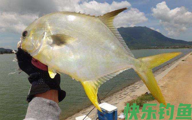 钓金鲳鱼用什么饵料？(图2)