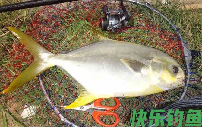 钓金鲳鱼用什么饵料？(图3)