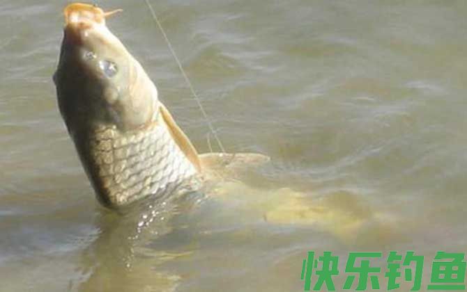 冬季钓鲤鱼用玉米粒好用吗？(图1)