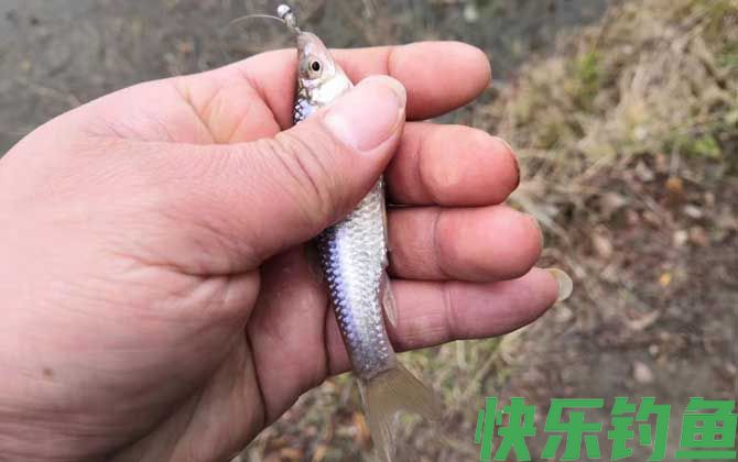 钓麦穗鱼用面筋饵可以吗？(图4)