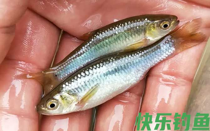 钓麦穗鱼用面筋饵可以吗？(图3)