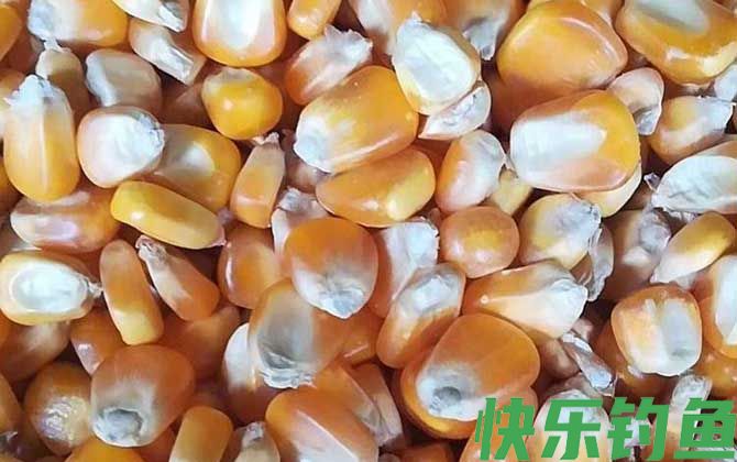 干老玉米打窝效果好吗？(图3)