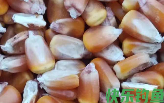 干老玉米打窝效果好吗？(图1)