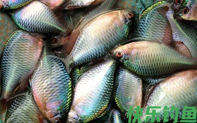 地笼抓鳑鲏鱼用什么饵料最好？(图1)