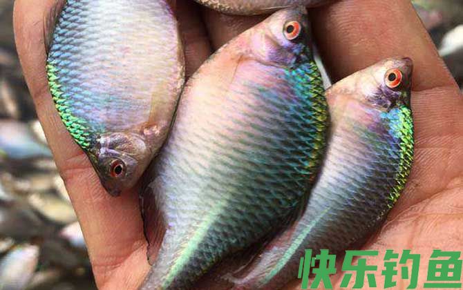 地笼抓鳑鲏鱼用什么饵料最好？(图3)